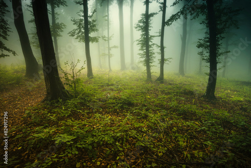 green nature landscape  misty forest in the morning