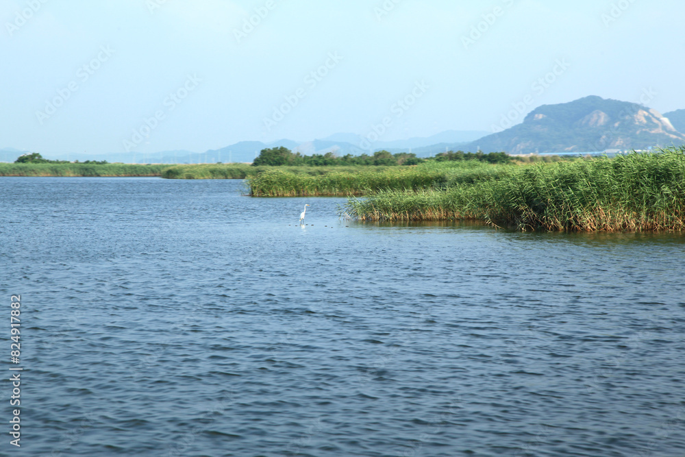 View of the lake with the green grasses and the white heron View of the lake with the green grasses and the white heron