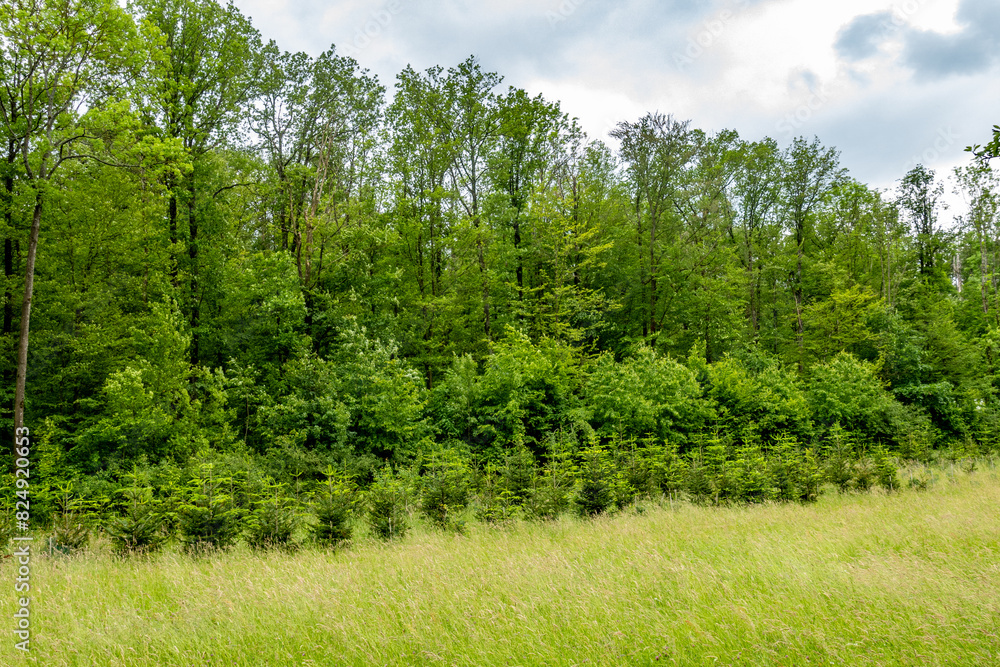 Obraz premium Wiederaufforstung im Mischwald