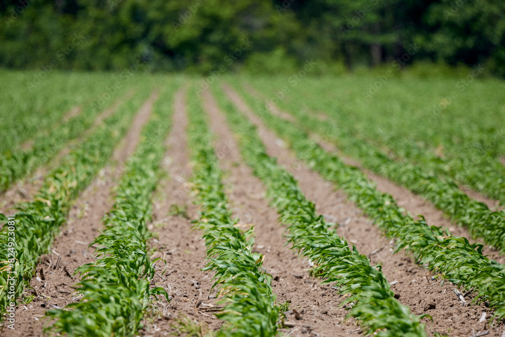 an agricultural field with a young corn crop an agricultural field with a young corn crop