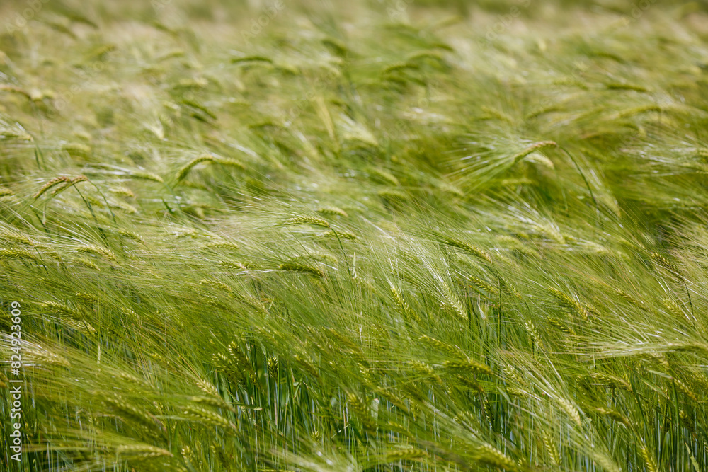 close up with a field of oats close up with a field of oats