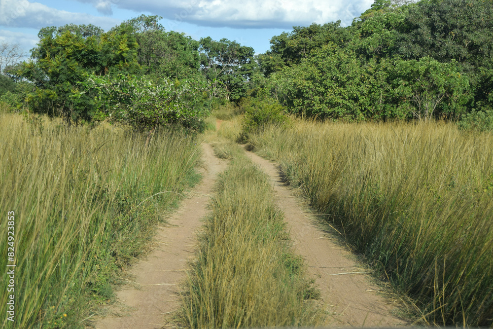 A dirt road in an African bush A dirt road in an African bush