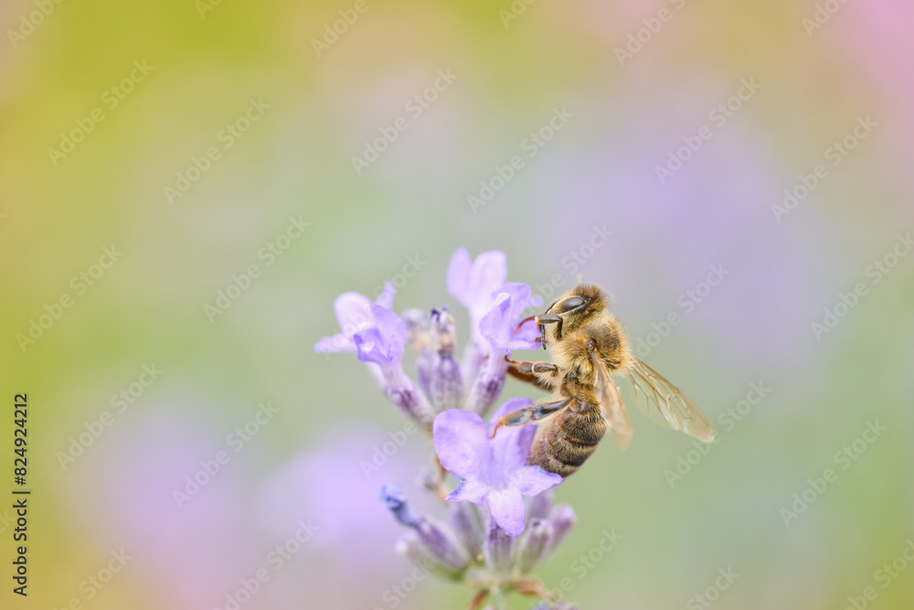 Bee picking pollen lavender flower. Defocused nature violet and green in background. Bee picking pollen lavender flower. Defocused nature violet and green in background.