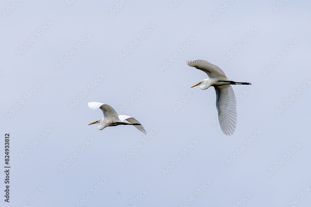 snowy egrets in flight snowy egrets in flight