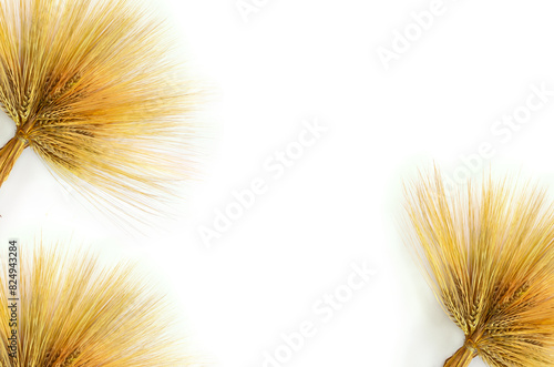 Sheaf of ears of barley on a white background with space for text. Top view, flat lay