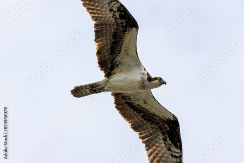 bird of prey