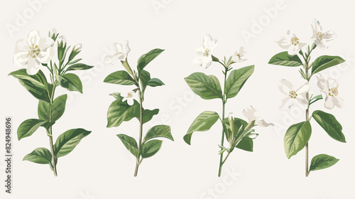Four of elegant detailed botanical drawings of Jasmin