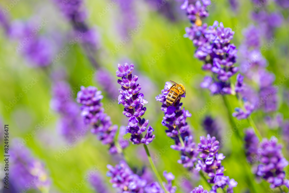 Obraz premium Spring lavender flowers under sunlight. Bees pollinate flowers and collect pollen. Lavender honey. Beautiful landscape of nature with a panoramic view. Hi spring. long banner