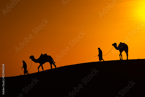 camel in the desert