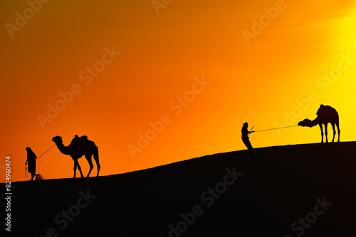 camel in the desert