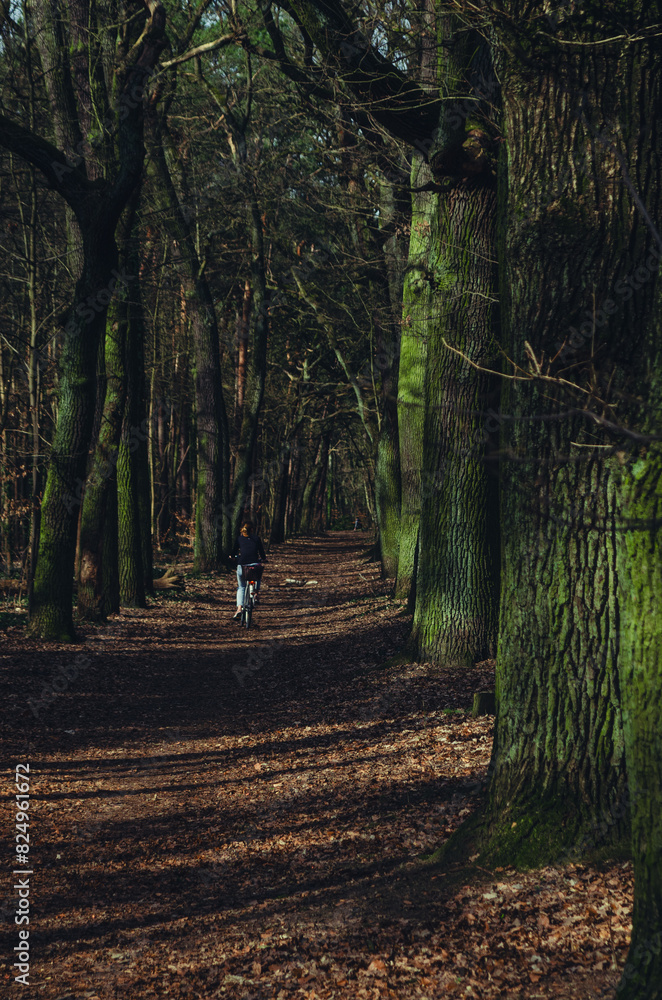 Naklejka premium Berlin Forest.