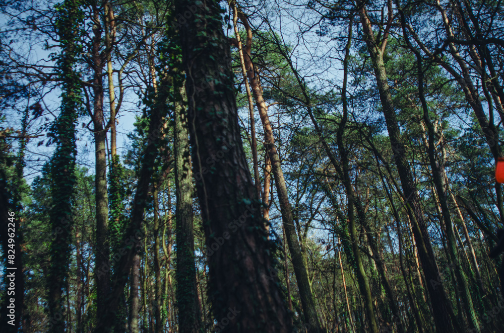 Obraz premium Berlin Forest.