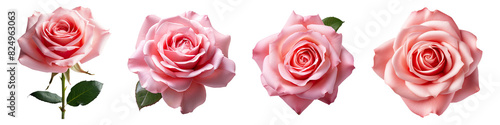 Collection set of Beautiful pink rose blossom isolated on transparent background