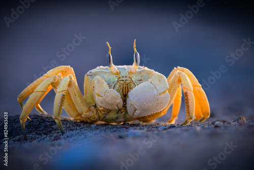 crab on the sand