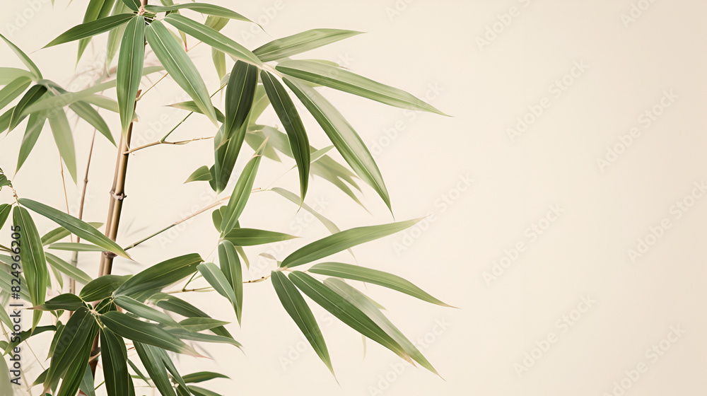 Eucalyptus leaves isolated on white background with shadow ,Delicate and Refined Botanical Watercolor of Bamboo Stalk and Leaves , bamboo leaves isolated on white background Eucalyptus leaves isolated on white background with shadow ,Delicate and Refined Botanical Watercolor of Bamboo Stalk and Leaves , bamboo leaves isolated on white background
