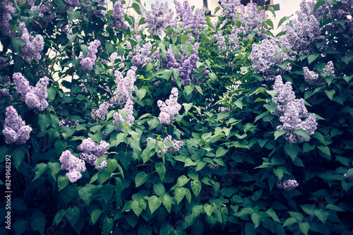 Lilac flowering plant in garden photo