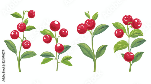 Hand drawn branch of cranberry or lingonberry vector