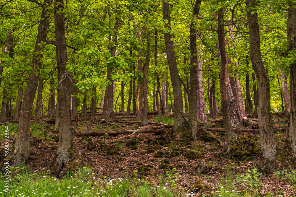 Fototapeta premium Hike through pristine forest in the Rheingau Mountains in spring