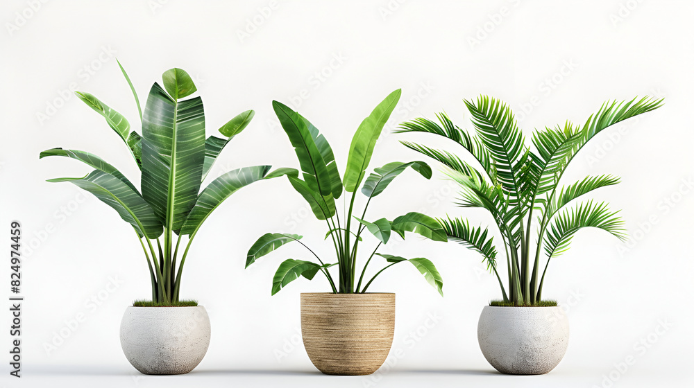 Ficus in a pot on a white background ,The decorative monstera tree planted in a white ceramic pot is isolated on a white background