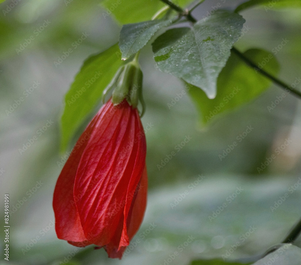 Fototapeta premium Beautiful bud red or pink hibiscus flower (Hibiscus rosa sinensis) on green nature background. Karkade in the tropical garden.