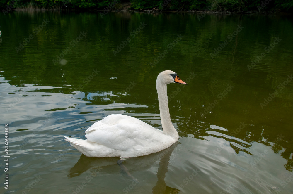 A white majestic swan floats in front of a wave of water. Young swan in the middle of the water. Drops on a wet head. A white majestic swan floats in front of a wave of water. Young swan in the middle of the water. Drops on a wet head.