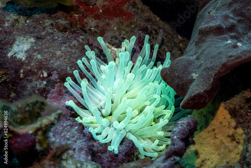 Sea anemone in the Caribbean 