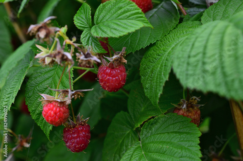 a bunch of raspberries among green leaves close up