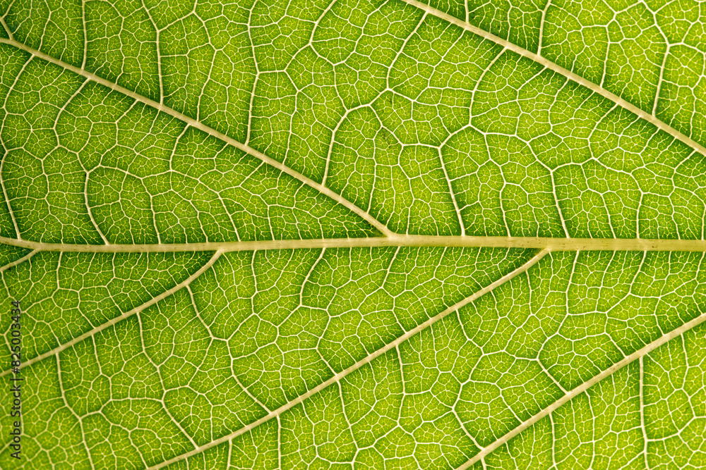 Close up of green leaf,leaf vein texture,background of green leaf,macro photo Close up of green leaf,leaf vein texture,background of green leaf,macro photo
