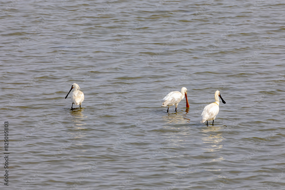 A group of the Eurasian spoonbill (Lepelaar) walking in sea shore, Common spoonbill in its natural habitat, A wading bird of the ibis and spoonbill family Threskiornithidae, Living out naturally bird. A group of the Eurasian spoonbill (Lepelaar) walking in sea shore, Common spoonbill in its natural habitat, A wading bird of the ibis and spoonbill family Threskiornithidae, Living out naturally bird.