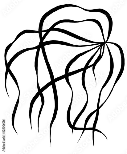 Hand drawn grass leaves, black outlines, isolated illustration, wedding stationery element © katrinshine