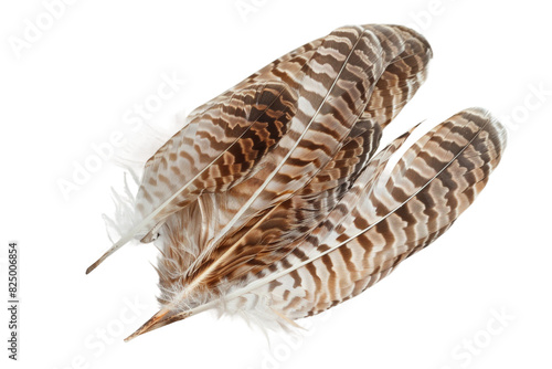 Intricate Beauty of Owl Feathers on transparent background