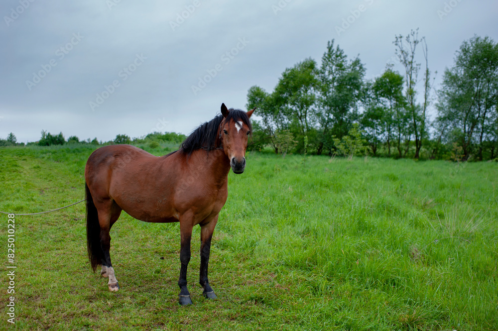 wild horse on a large meadow with beautiful scenery of blue sky and quiet at sunrise wild horse on a large meadow with beautiful scenery of blue sky and quiet at sunrise