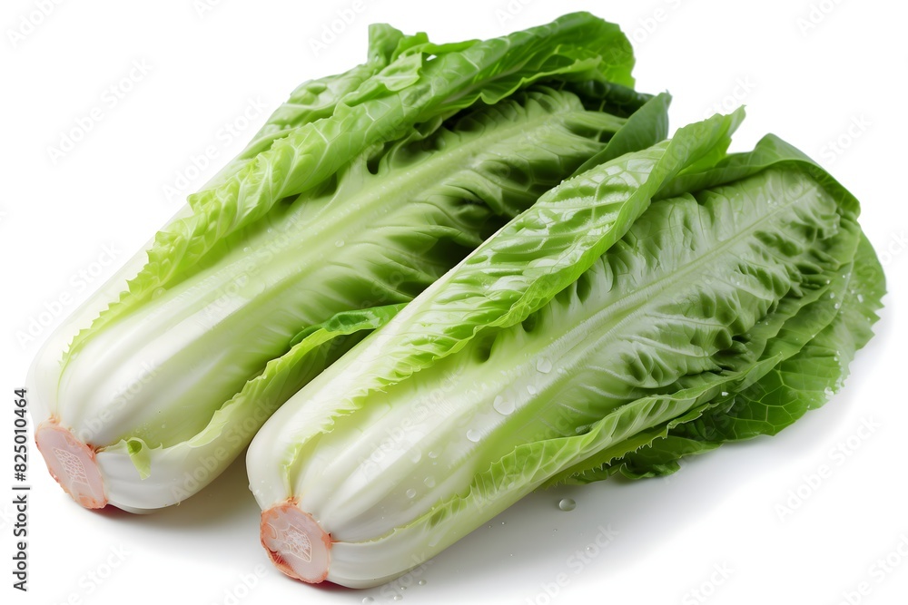 Fresh romaine Lettuce, isolated, white background, clip art