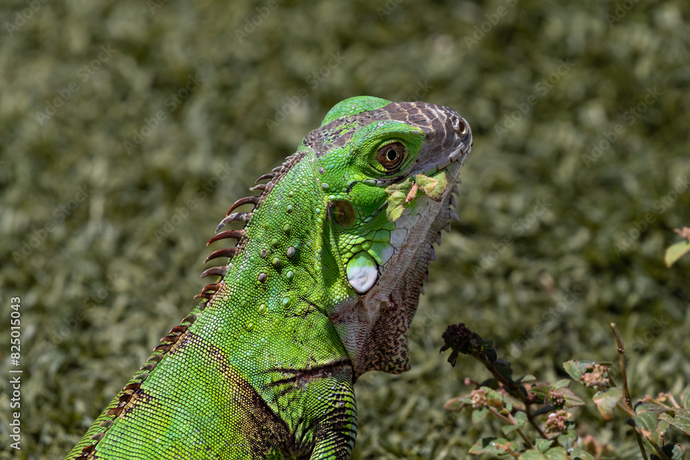 Fototapeta premium Closeup portrait of young green iguana (iguana iguana), facing camera. On the island of Aruba. Bright green scales, grass in background. 