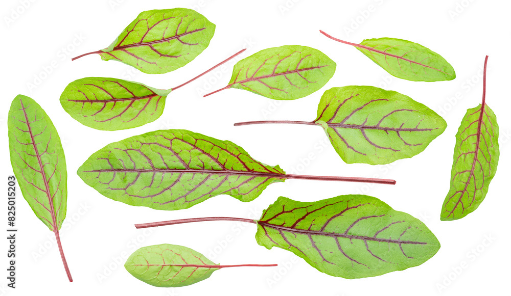 Set of green fresh beetroot leaves on white background. File contains clipping paths. Set of green fresh beetroot leaves on white background. File contains clipping paths.