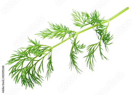 Green dill leaves isolated on white background.