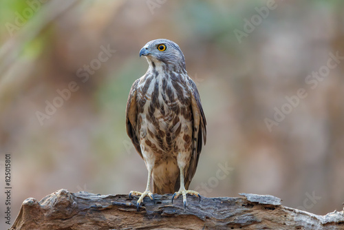 Shikra in pond photo