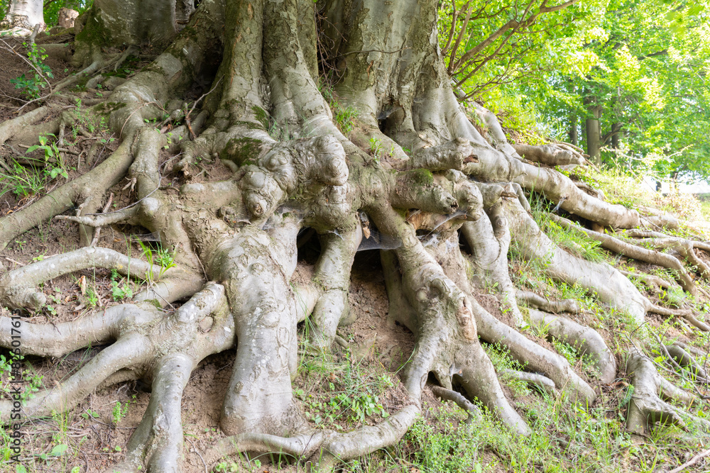 Extensive network of large tree roots spreading across the forest floor, showcasing nature's complexity and strength. Extensive network of large tree roots spreading across the forest floor, showcasing nature's complexity and strength.
