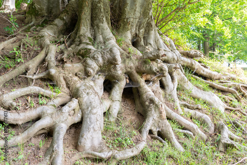 Extensive network of large tree roots spreading across the forest floor, showcasing nature's complexity and strength.