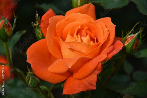 Nature flowers beauty orange rose