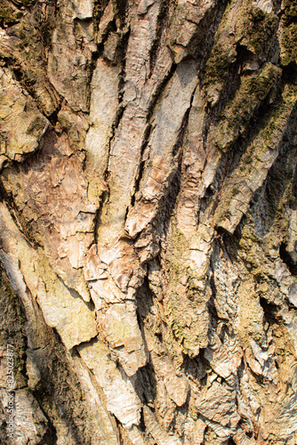 The texture of the bark of an old tree with prominently deep cracks and moss that partially covers the surface.