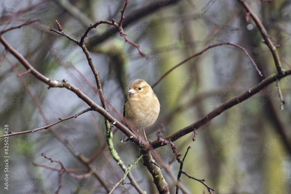 Common Chafinch perched on a twig, County Durham, England. UK. Common Chafinch perched on a twig, County Durham, England. UK.