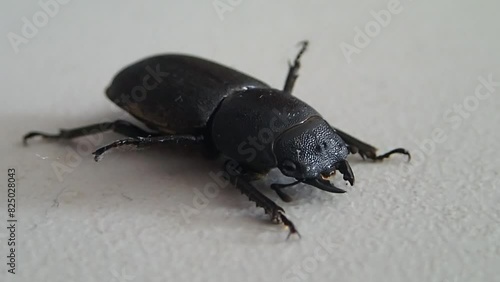 Lesser stag beetle moving  a little photo