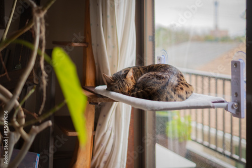 ハンモックで眠るベンガル猫