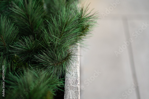 Long needle pine plant background with empty side for copy space