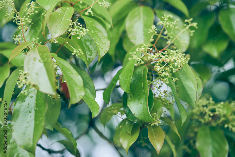 The bird cherry is gaining color.Close-up of a flowering tree with small white inflorescences.Cherry blossoms in spring. A spring concept with space to copy,a layout for your design.High quality photo The bird cherry is gaining color.Close-up of a flowering tree with small white inflorescences.Cherry blossoms in spring. A spring concept with space to copy,a layout for your design.High quality photo