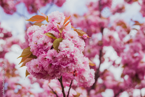 Kanzan sakura tree blossom in Ukraine, Lviv, sakura blossom background photo