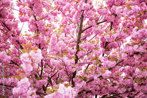 Prunus serrulata tree, blooming sakura branch photo