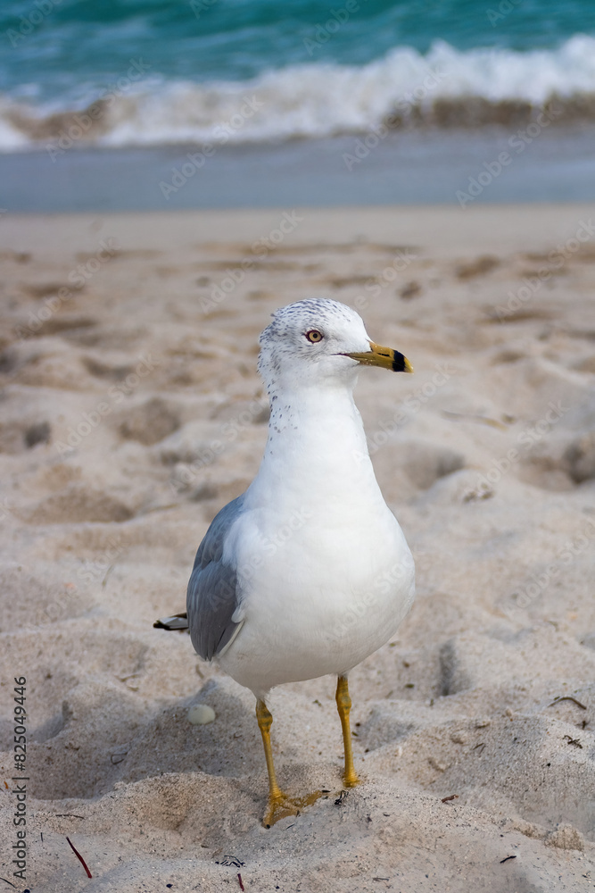 Obraz premium Close-up photo , seagull strolling around Miami beach on a summer day