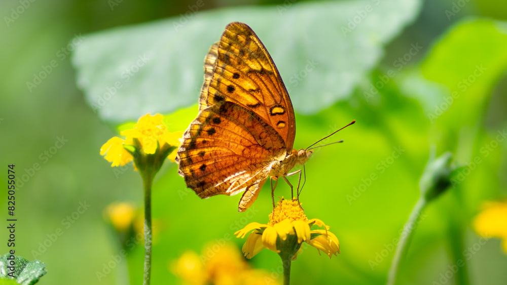 Fototapeta premium Borboleta em um dia de primavera